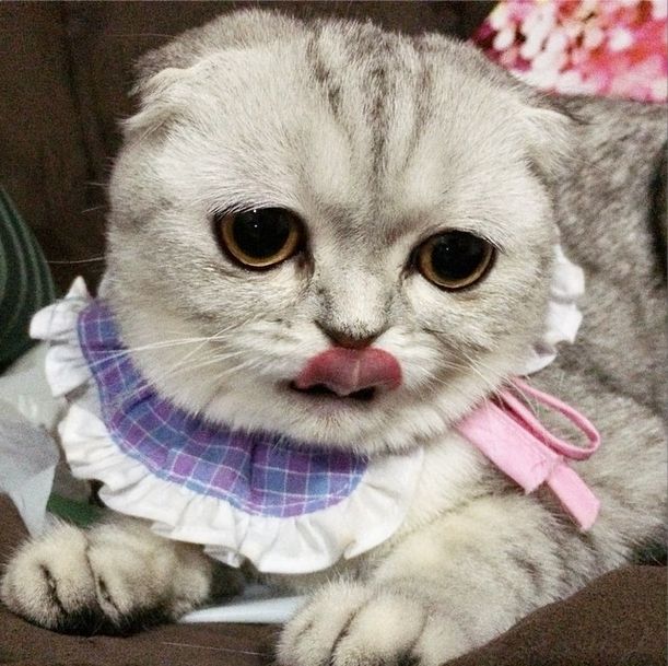 Little P Is The World's Saddest Cat (32 pics)