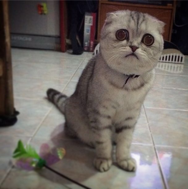 Little P Is The World's Saddest Cat (32 pics)