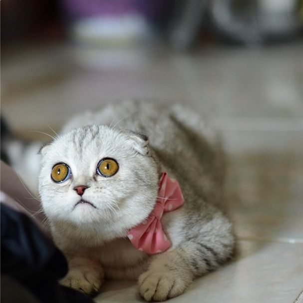 Little P Is The World's Saddest Cat (32 pics)