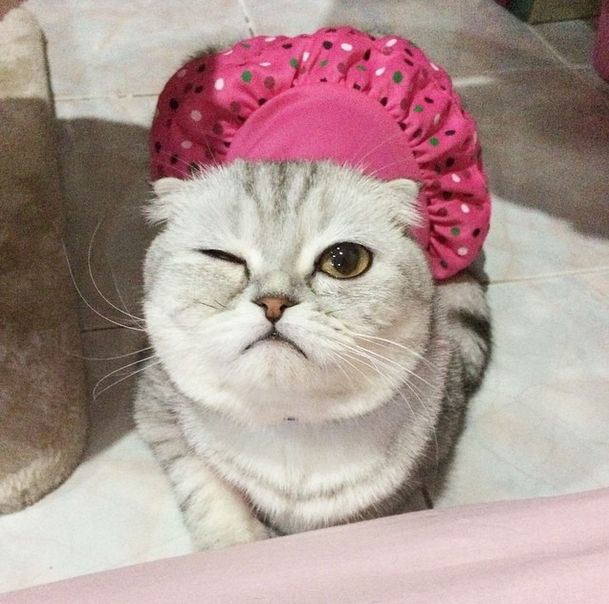 Little P Is The World's Saddest Cat (32 pics)