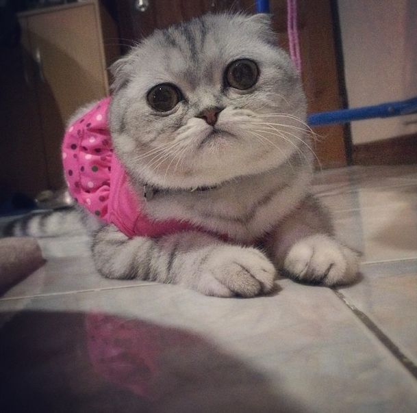 Little P Is The World's Saddest Cat (32 pics)