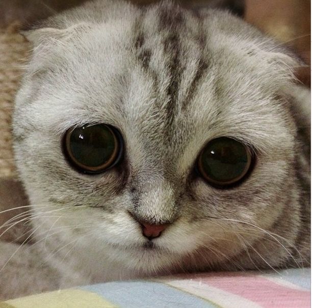 Little P Is The World's Saddest Cat (32 pics)