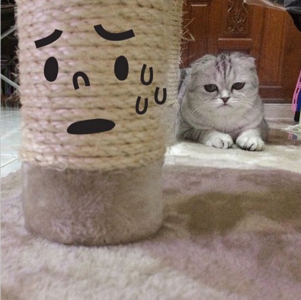 Little P Is The World's Saddest Cat (32 pics)