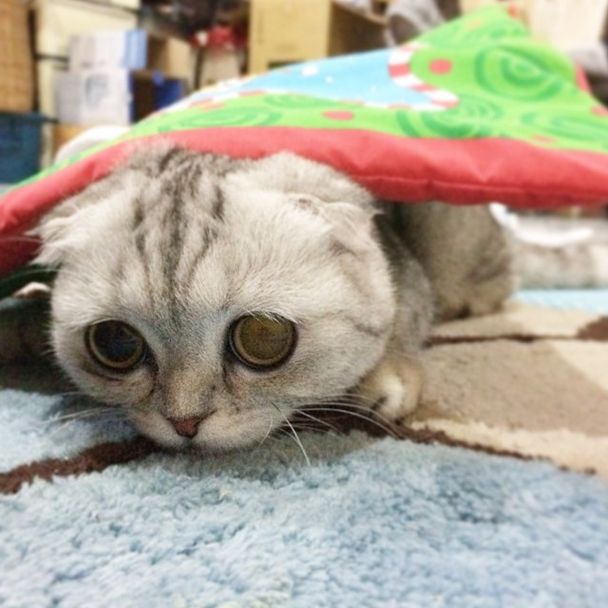 Little P Is The World's Saddest Cat (32 pics)