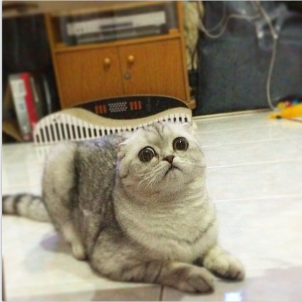 Little P Is The World's Saddest Cat (32 pics)