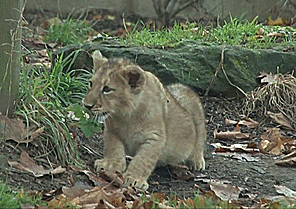 Acid Gifdump, September 5, 2014 (25 gifs)