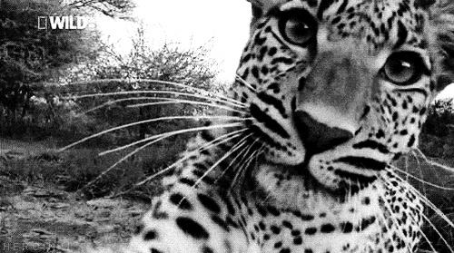 Acid Gifdump, September 5, 2014 (25 gifs)