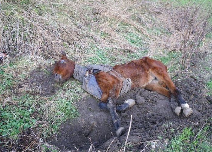 Abandoned Horse Rescued (4 pics)