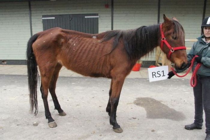 Abandoned Horse Rescued (4 pics)