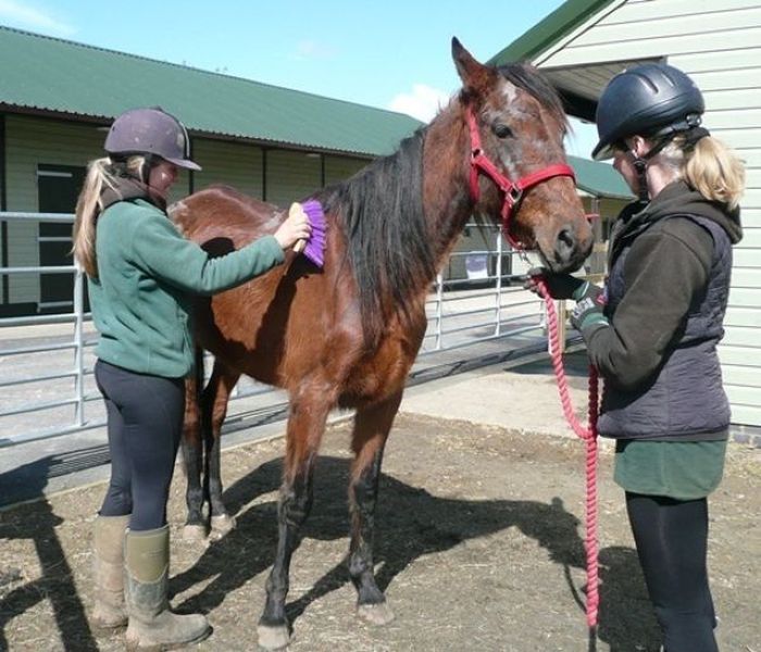 Abandoned Horse Rescued (4 pics)