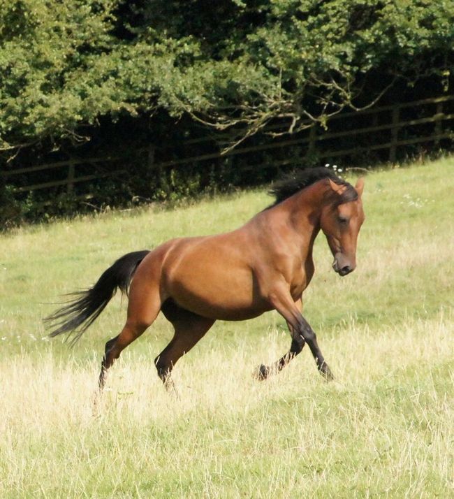 Abandoned Horse Rescued (4 pics)