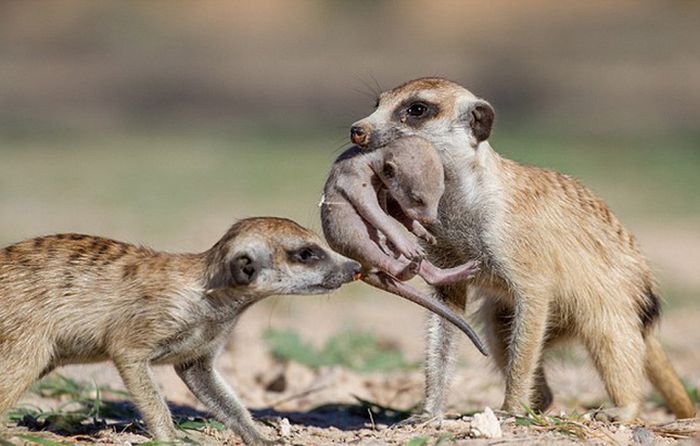 Meerkat Family Saving Their Pups (8 pics)