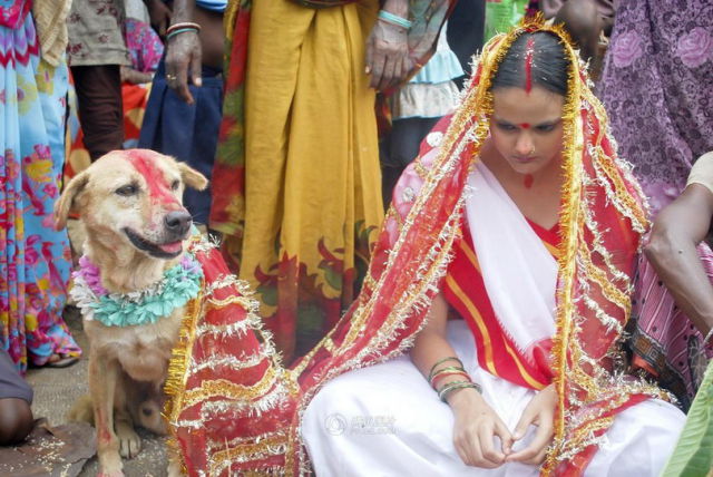 Indian Girl Marries a Dog (13 pics)