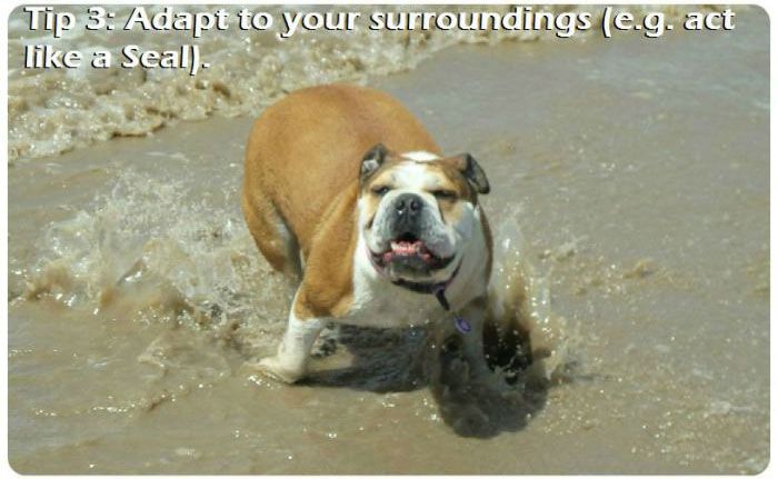 The 7 Most Important Parts Of A Beach Trip For A Dog (7 pics)