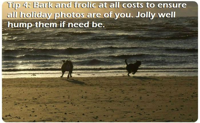 The 7 Most Important Parts Of A Beach Trip For A Dog (7 pics)