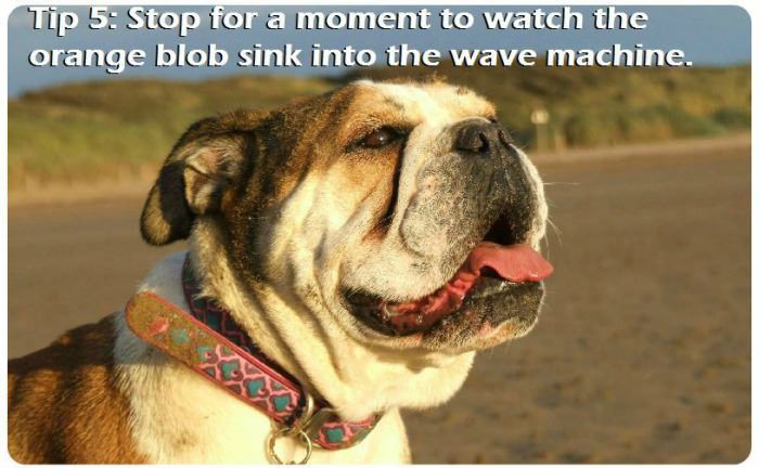 The 7 Most Important Parts Of A Beach Trip For A Dog (7 pics)