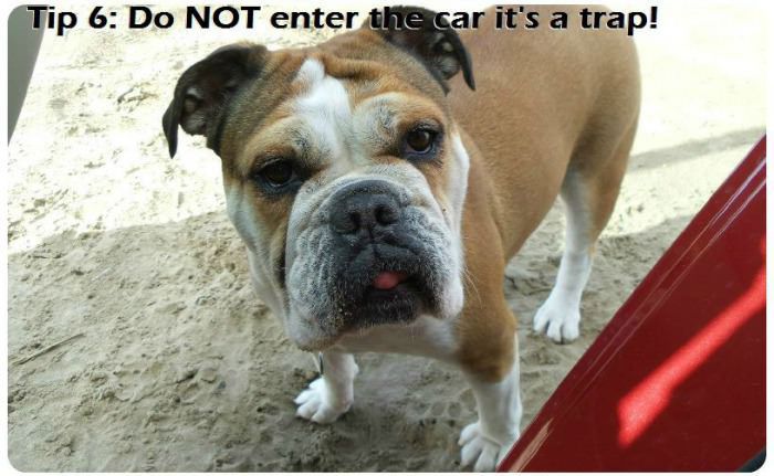 The 7 Most Important Parts Of A Beach Trip For A Dog (7 pics)