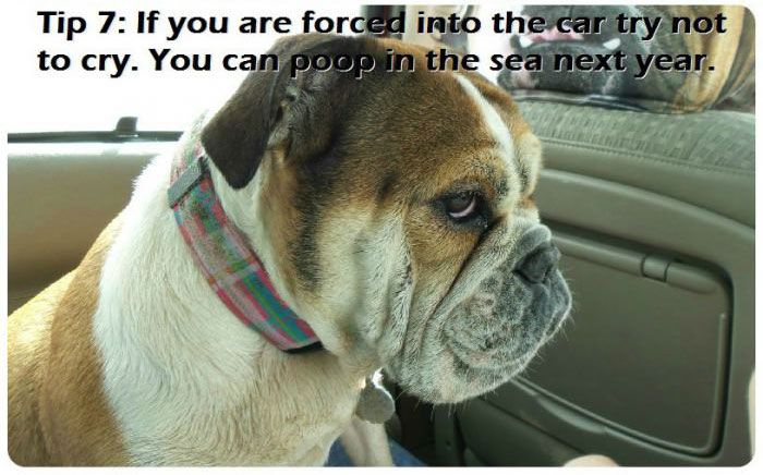 The 7 Most Important Parts Of A Beach Trip For A Dog (7 pics)