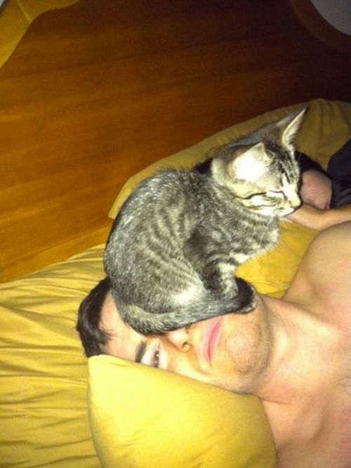 What It's Really Like To Be A Cat Owner (20 pics)