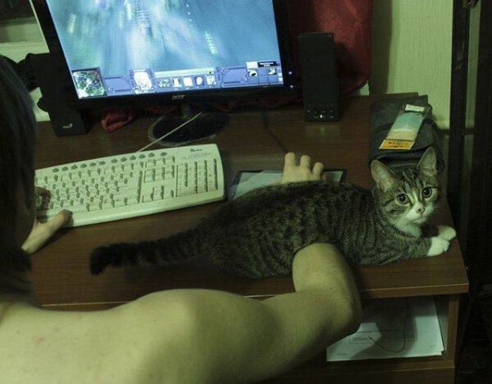 What It's Really Like To Be A Cat Owner (20 pics)