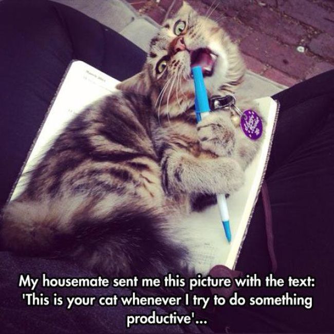 What It's Really Like To Be A Cat Owner (20 pics)