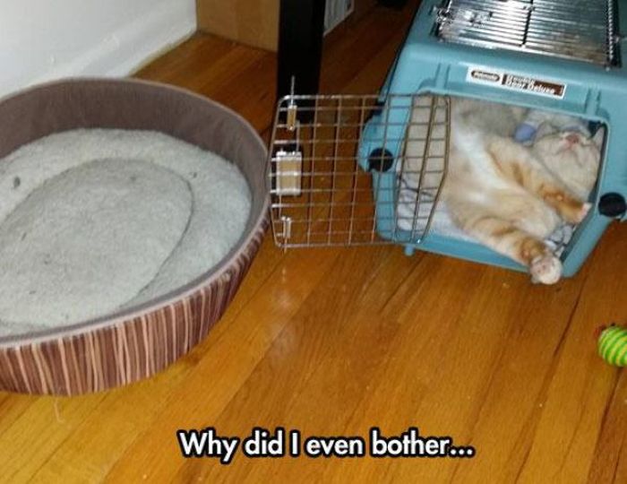 What It's Really Like To Be A Cat Owner (20 pics)