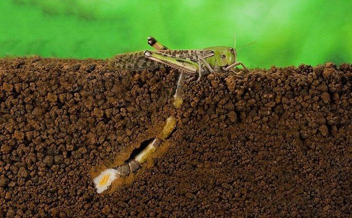 How A Locust Lays Eggs (7 pics)