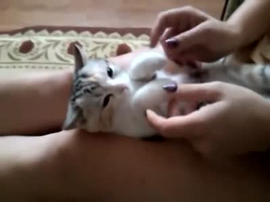 A Great Way To Calm Down Your Cat