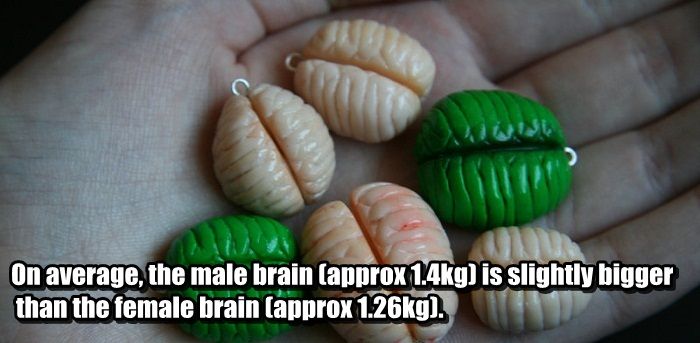 Facts You Didn't Know About Your Brain (25 pics)