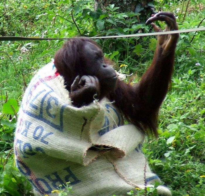 This Orangutan Wears Fancy Clothes (11 pics)