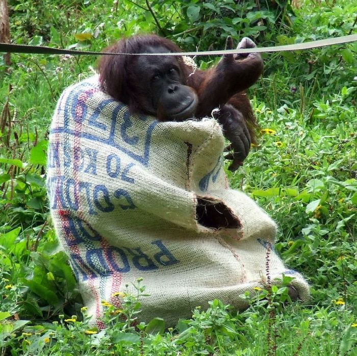 This Orangutan Wears Fancy Clothes (11 pics)