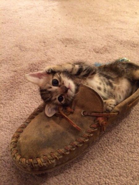 Acid Picdump (144 pics)