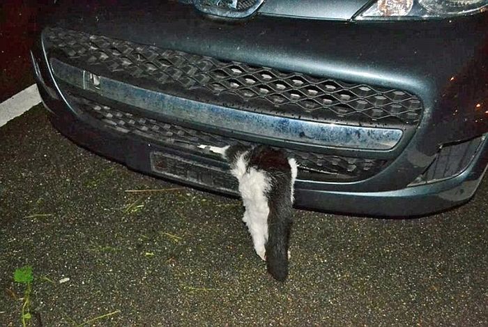 Cat Survives Head On Collision (3 pics)