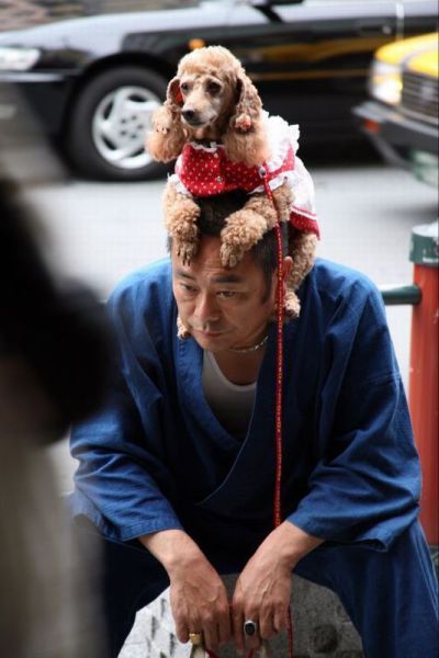 Only in Japan (55 pics)