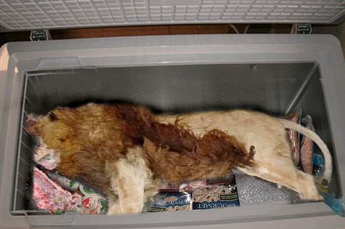What This Restaurant Keeps In Its Freezer Is Creepy And Gross (2 pics)