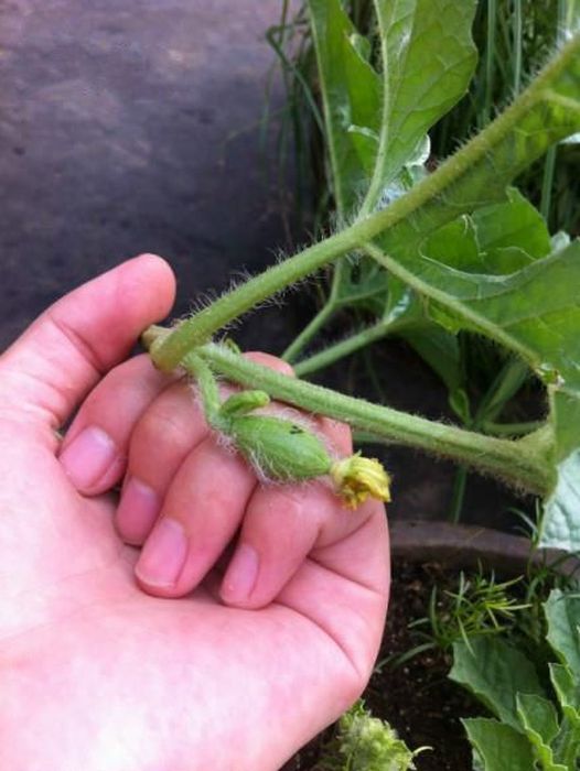 How A Watermelon Grows From Start To Finish (7 pics)