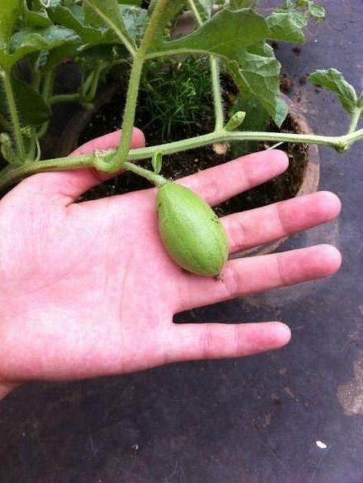 How A Watermelon Grows From Start To Finish (7 pics)