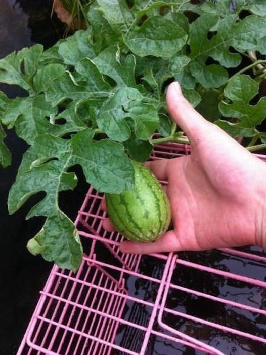 How A Watermelon Grows From Start To Finish (7 pics)