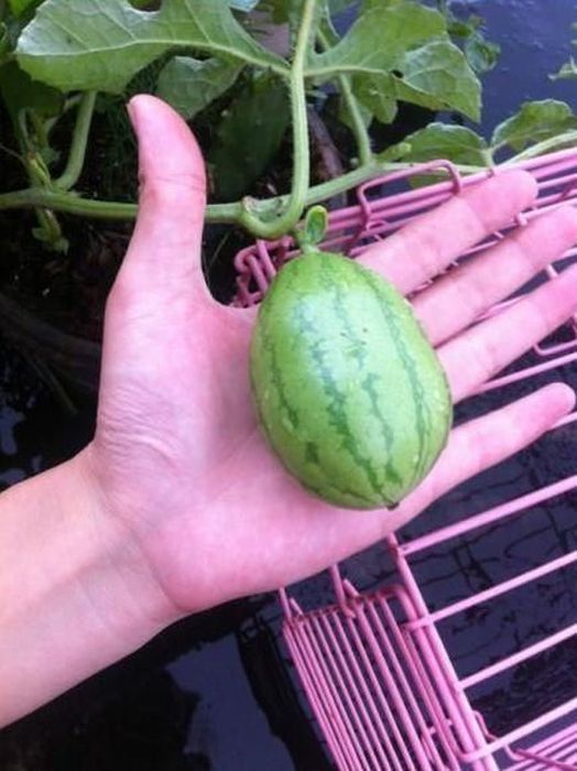 How A Watermelon Grows From Start To Finish (7 pics)
