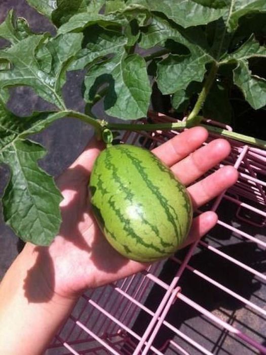 How A Watermelon Grows From Start To Finish (7 pics)