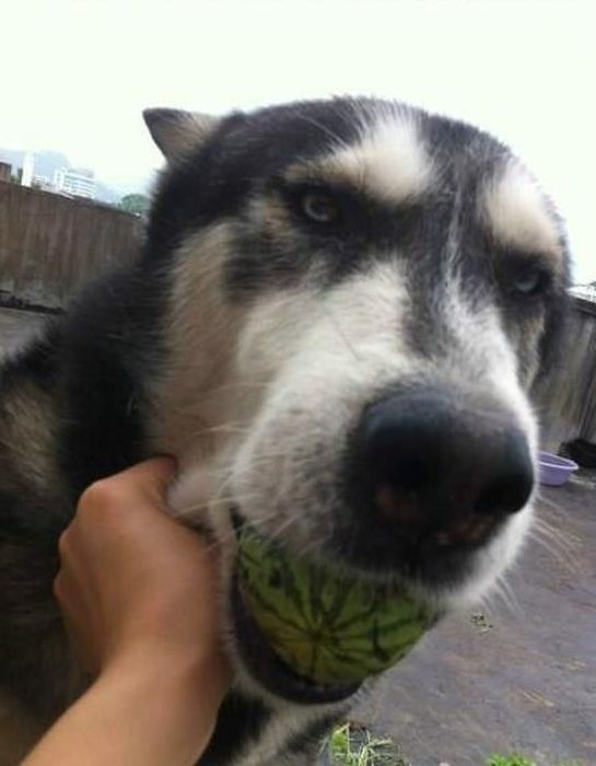 How A Watermelon Grows From Start To Finish (7 pics)
