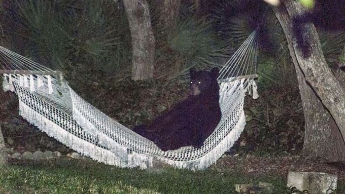 This Bear Does What It Wants (5 pics)