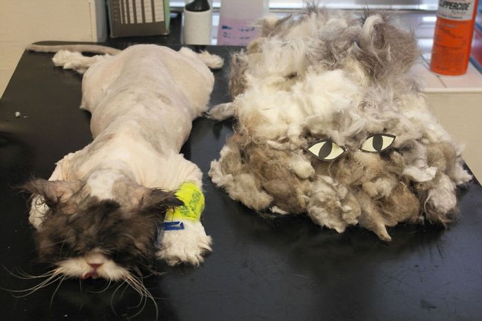 There's A Cat Underneath All That Hair (6 pics)