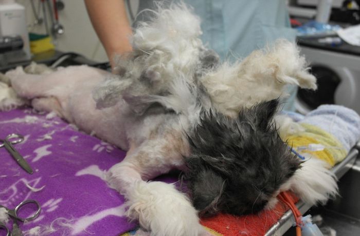 There's A Cat Underneath All That Hair (6 pics)