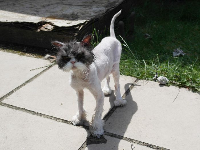 There's A Cat Underneath All That Hair (6 pics)