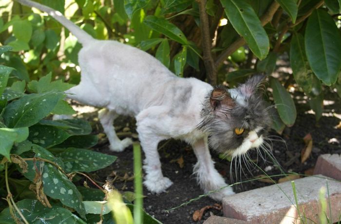There's A Cat Underneath All That Hair (6 pics)