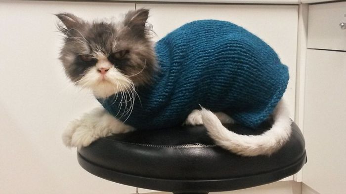 There's A Cat Underneath All That Hair (6 pics)