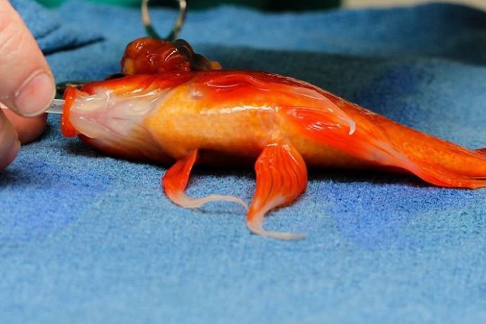 Goldfish Gets A Big Operation (5 pics)