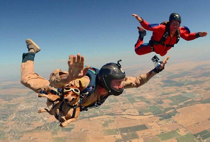This Dog Loves To Go Skydiving (8 pics)