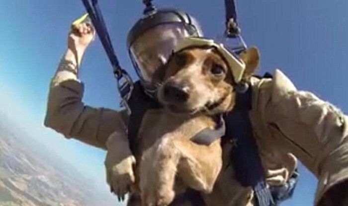 This Dog Loves To Go Skydiving (8 pics)
